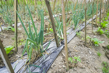 Leeks or Spring Onion plantation with mulch applied on the slopes of Mount Merapi, Selo Boyolali, Central Java, Indonesia. Concept for Agriculture Farming. Garlics, Shallots, Scallions, Chives Farming