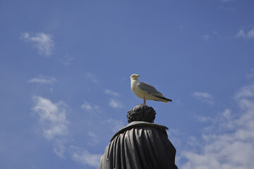 Seagull perched on top of statue on sunny day