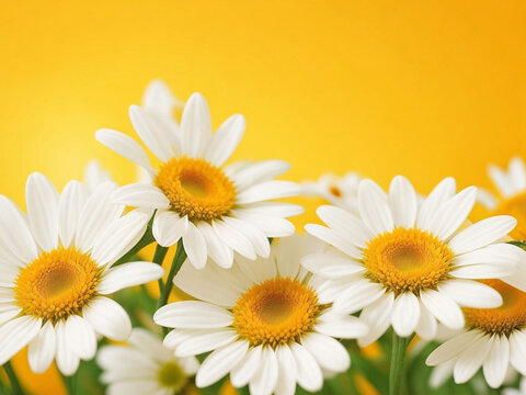 White daisies and garden flowers on a light orange background. 