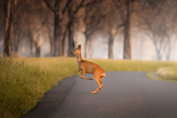 Deer buck jumps on road in the warm tones of sunset in Germany, Europe
