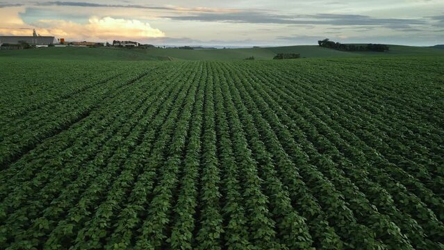 Flying over a soybean field at sunset at low altitude. Soybean crop. Agriculture.