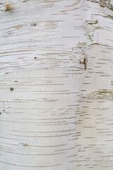 Close up of Silver Birch tree trunk showing the textures of the bark