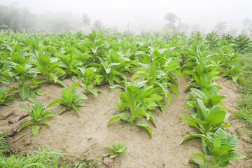 Tobacco plantation on the slopes of Mount Merapi, Selo Boyolali, Central Java, Indonesia with trees, fog and farmer's huts in the background. Concept for Agriculture and cigarette industry.