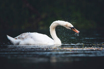 mute swan cygnus olor