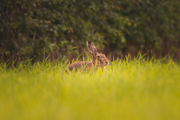 hare in the grass
