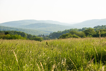 Field grass, trees and mountains in the distance in summer.