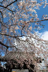 上品蓮台寺の枝垂れ桜
