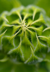 697-21 Sunflower Mouth