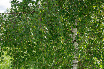 Birch tree. A genus of deciduous trees and shrubs of the Birch family.