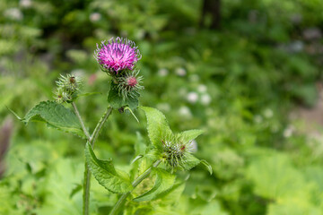 A red-lilac flower on a background of green leaves