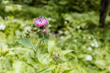 A red-lilac flower on a background of green leaves