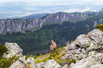 Fototapeta na wymiar Day nature view of Polish Tatra mountains with brown goat in the mountains