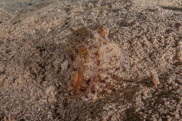 Octopus king of camouflage in the Red Sea, Eilat Israel 
