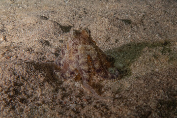 Octopus king of camouflage in the Red Sea, Eilat Israel 

