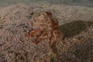 Octopus king of camouflage in the Red Sea, Eilat Israel 
