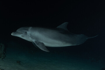 Dolphin swimming in the Red Sea, Eilat Israel
