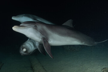Fototapeta premium Dolphin swimming in the Red Sea, Eilat Israel 