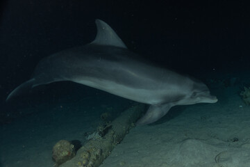 Dolphin swimming in the Red Sea, Eilat Israel
