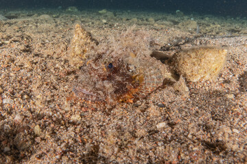 Fish swimming in the Red Sea, colorful fish, Eilat Israel
