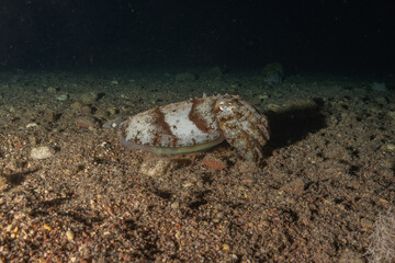 Squid in the Red Sea Colorful and beautiful, Eilat Israel
