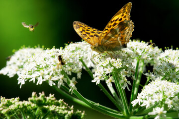 Sensitive Natural Space of the Moulin De la Porte swamp. Centre-Val-De-Loire region