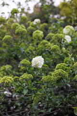 flowers in the forest