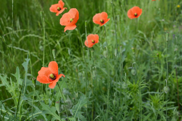 red poppies in the field. floral background