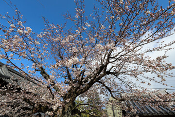 上品蓮台寺の枝垂れ桜