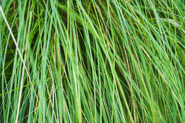 Long green leaves from the grass or grass leaf for backgrounds. Natural live texture for wallpaper, cover and websites.