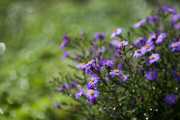 Blue cushion asters bloom in garden. Autumn background with blue asters flowers. Blue Michaelmas daisy flower