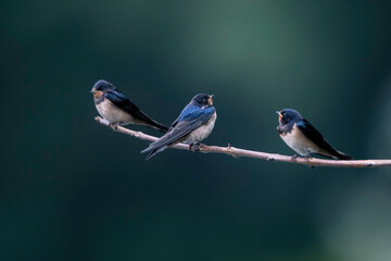 three swallows on a branch