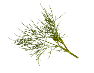 Dill sprig isolated. Fresh fennel twig, herb plant closeup, macro photo of fragrant dill twig on...