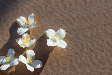 Fototapeta na wymiar Jasmine flower in a rustic bowl. White jasmine flower for tea and syrup. Healthy food.