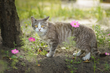 Gray striped cat walks on a leash on green grass outdoors...