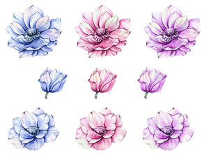 Anemone Flowers Watercolor Illustration. Blue, Pink and Purple Anemones Hand Painted isolated on white background.  Perfect for wedding invitations, bridal shower and  floral greeting cards