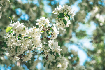Fresh beautiful flowers of the apple tree blooming in the spring