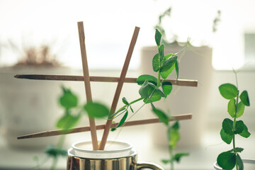 Pea sprouts at home stand on the windowsill