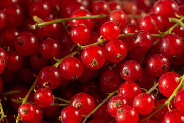 pile of red currant berries - fruit background