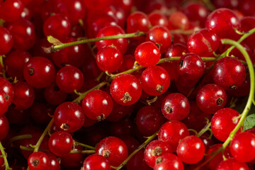 pile of red currant berries - fruit background