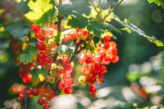 Beautiful clusters of red currants in the sun. harvest, garden, agriculture
