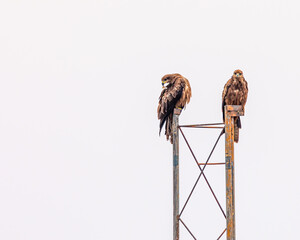 A Black Kite pair r