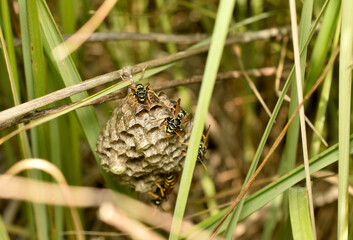 Wasp combs with larvae inside are guarded by wasps.