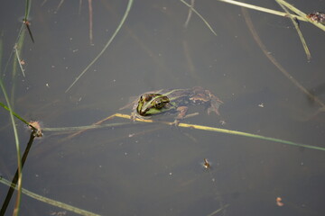 Żaba wodna-  mieszaniec żaby jeziorkowej i żaby śmieszki z grupy żab zielonych. Wybiera obficie zarośnięte wody stojące.