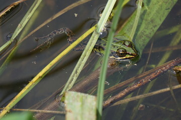 Żaba wodna-  mieszaniec żaby jeziorkowej i żaby śmieszki z grupy żab zielonych. Wybiera obficie zarośnięte wody stojące. 