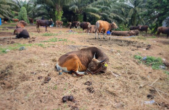 Cattle or cows at the animal market during the preparation of the sacrifice on Eid Adha. Happy eid adha. eid al adha mubarak.