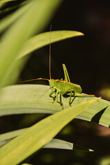 Green grasshopper on green flowers leaves in summer afternoon sunlight.