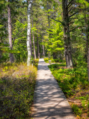 Fototapeta na wymiar Boardwalk in Big Bay State Park on Lake Superior on Madeline Island in the Apostle Islands National Lakeshore in Wisconsin USA