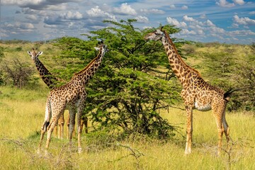view of three giraffes feeding on an acacia tree in the maasai mara, Kenya, africa