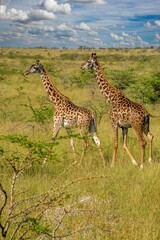 view of two giraffes feeding on an acacie tree in the maasai mara, Kenya, africa