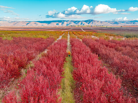 Aerial view of Bekaa valley . Bekaa, Lebanon